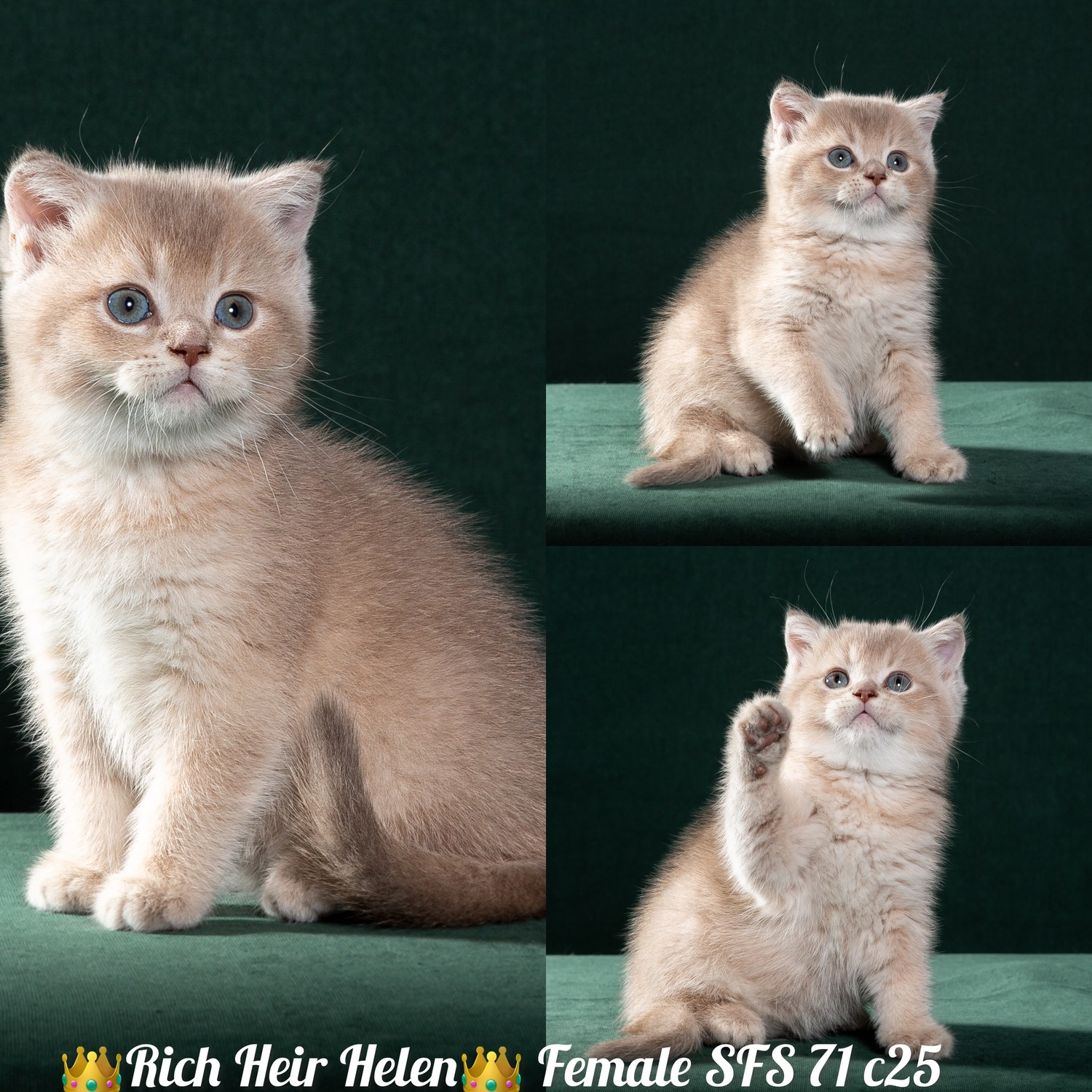 Helen получила Титул Чемпион 