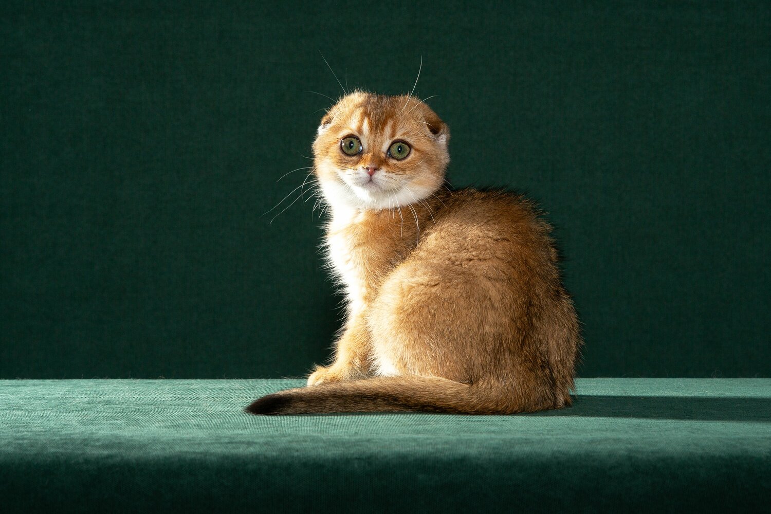 котики, котята, питомец, купить котенка, продажа котят Шотландские котята, красный мрамор