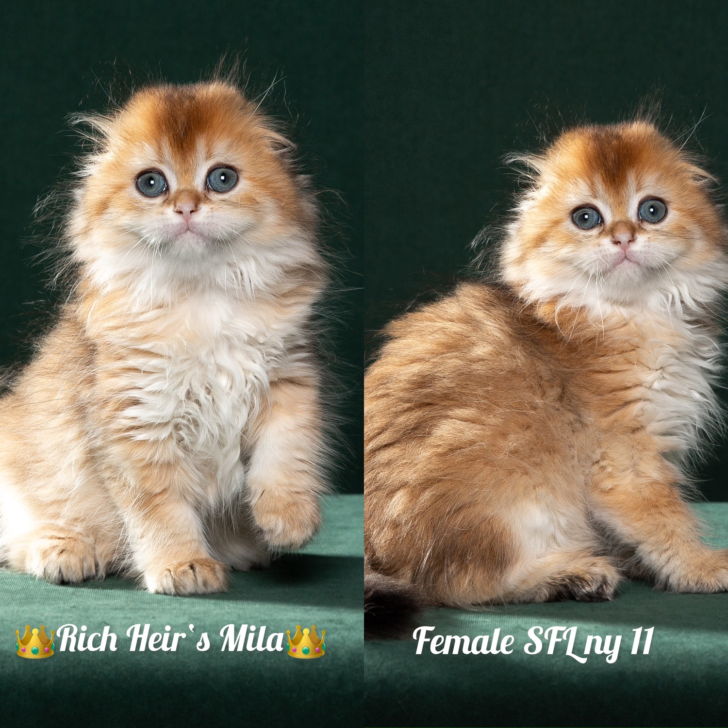 хайленд фолд, highland fold золотая шиншилла, хайленд фолд, кошка