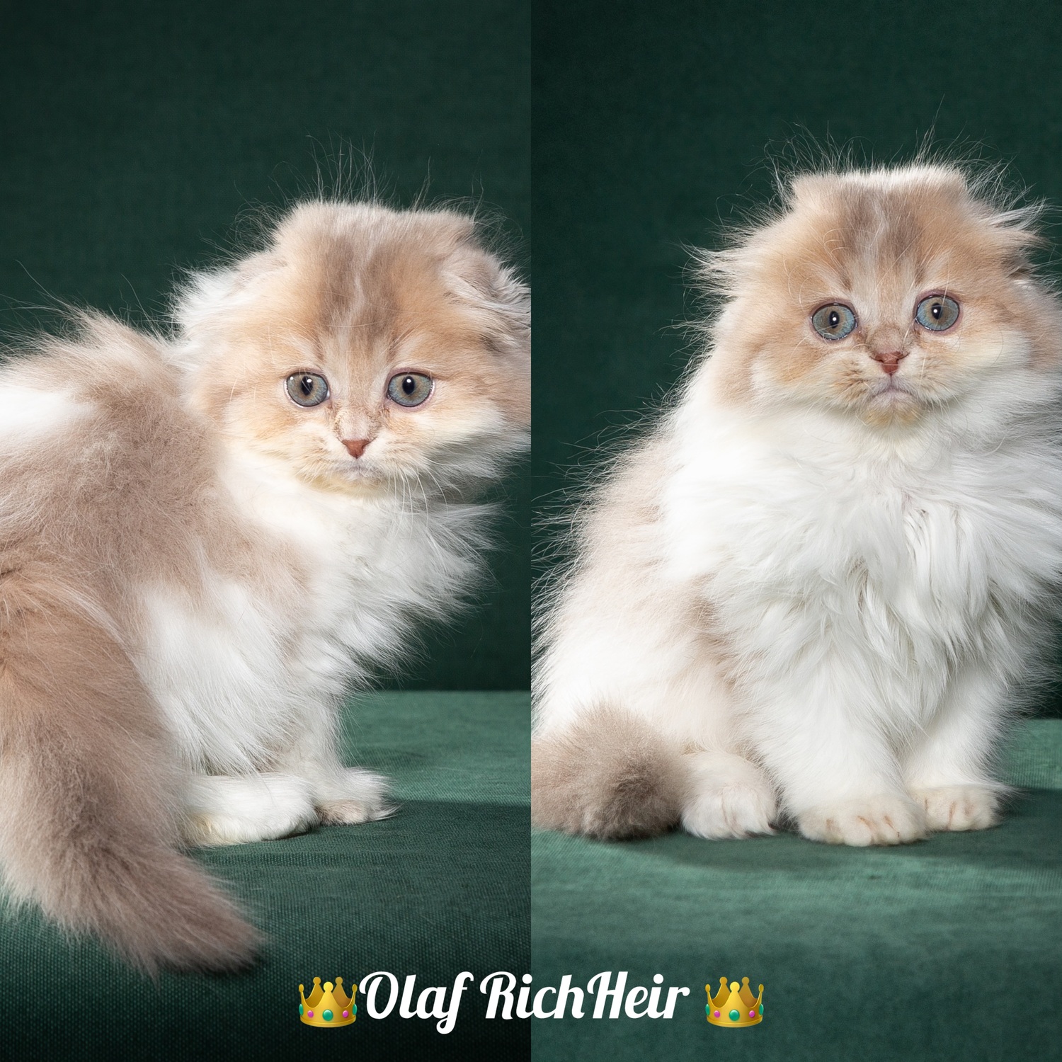 highland fold, хайленд фолд highland fold, хайленд фолд