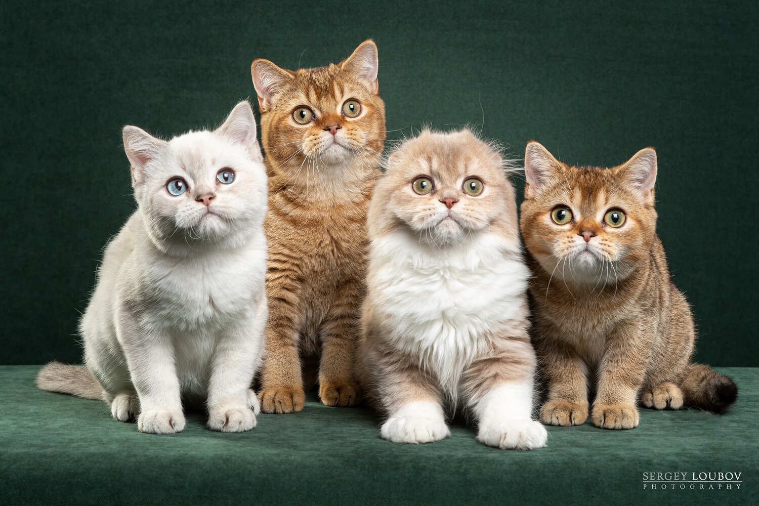 Здоровые котята