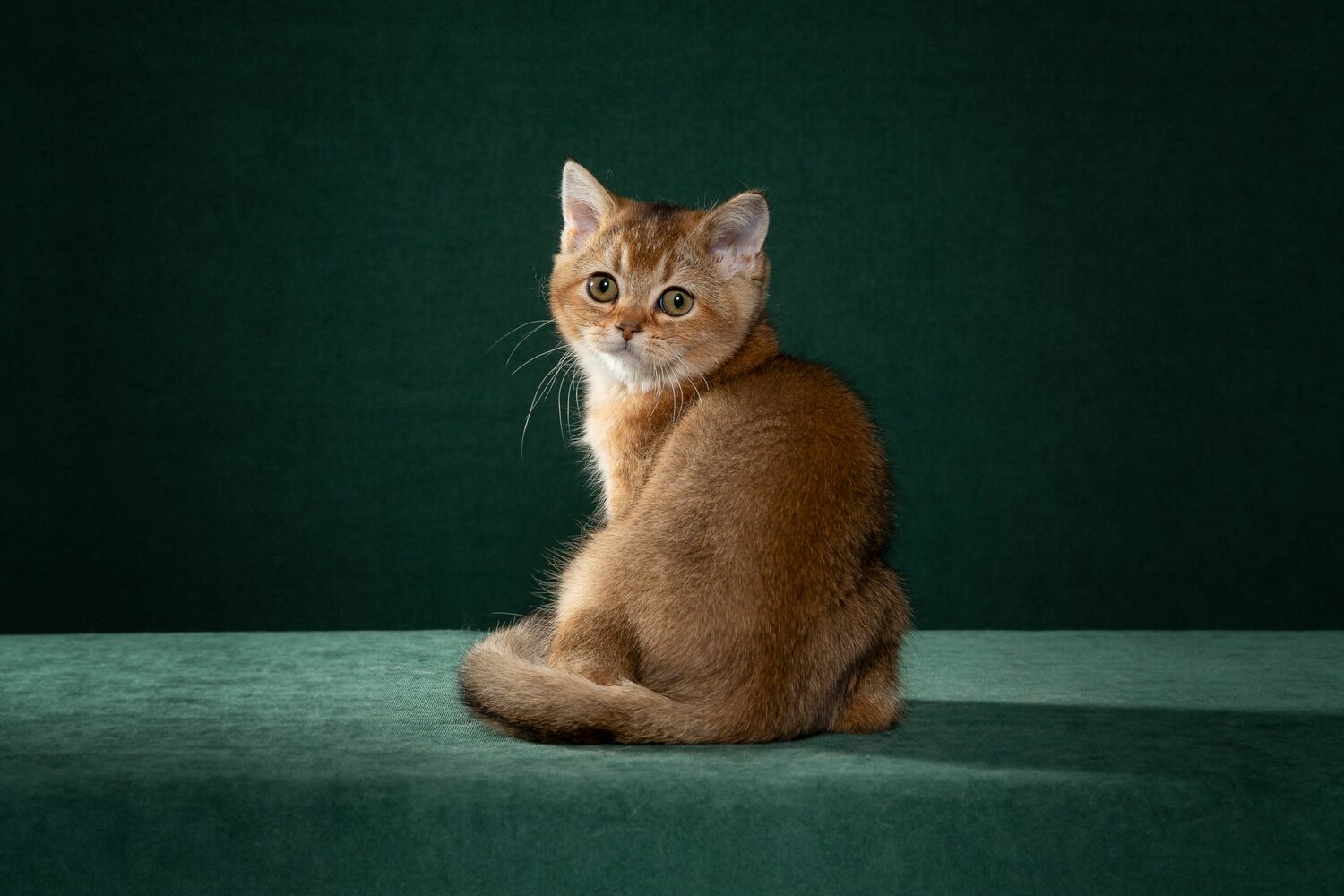 котята, кошка, золотая шиншилла золотая шиншилла, шотландские котята, купить шотландского котенка, продажа шотландских котят, породистые котята