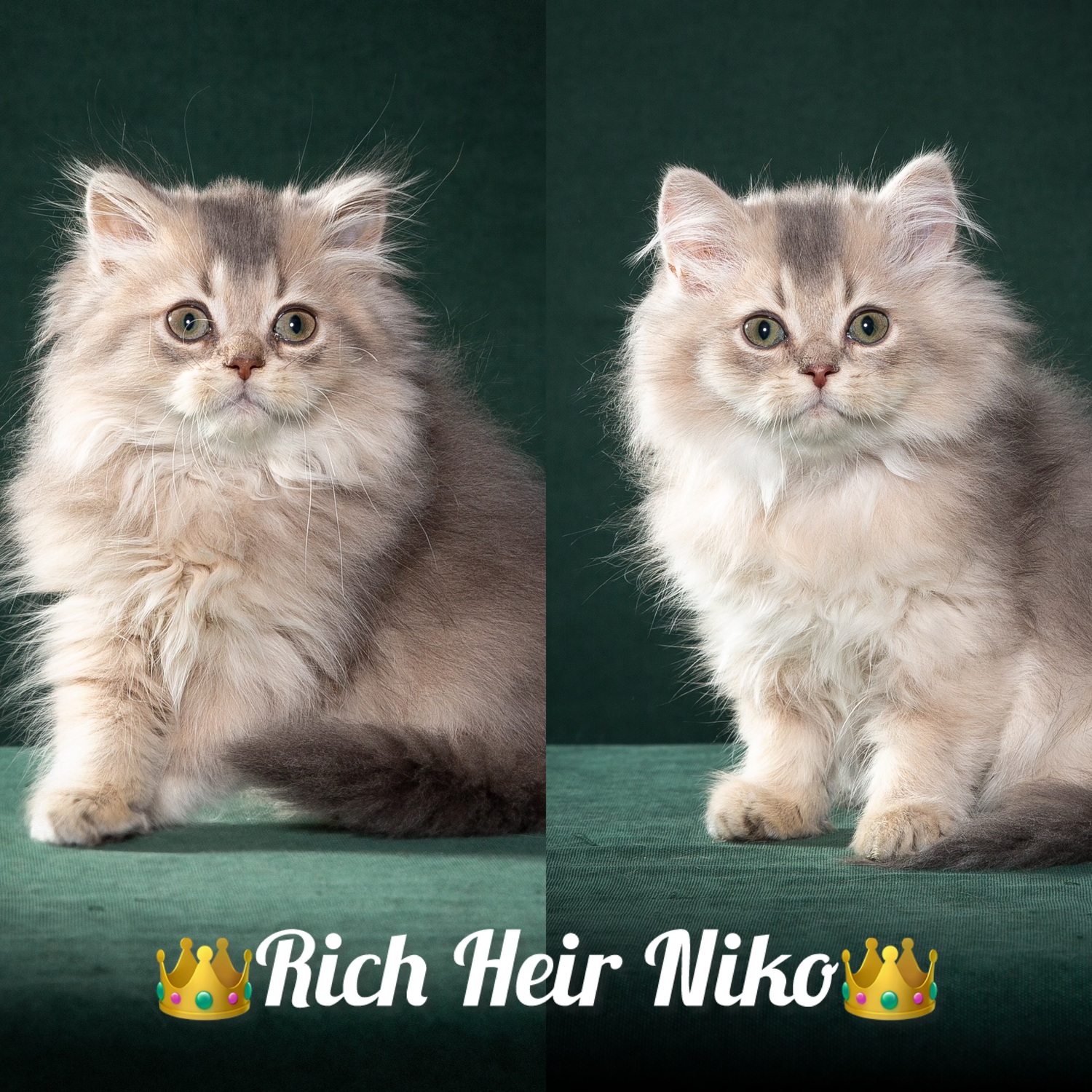 Highland strait, Хайленд страйт, шотландский кот Хайленд страйт, шотландский кот