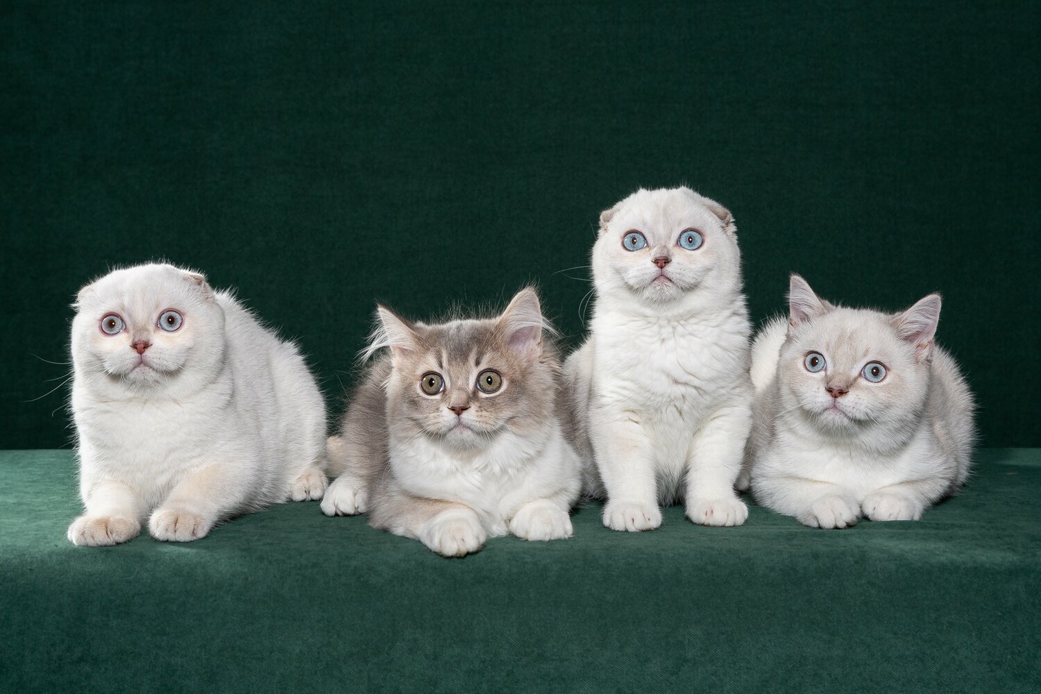 Наши выпускники