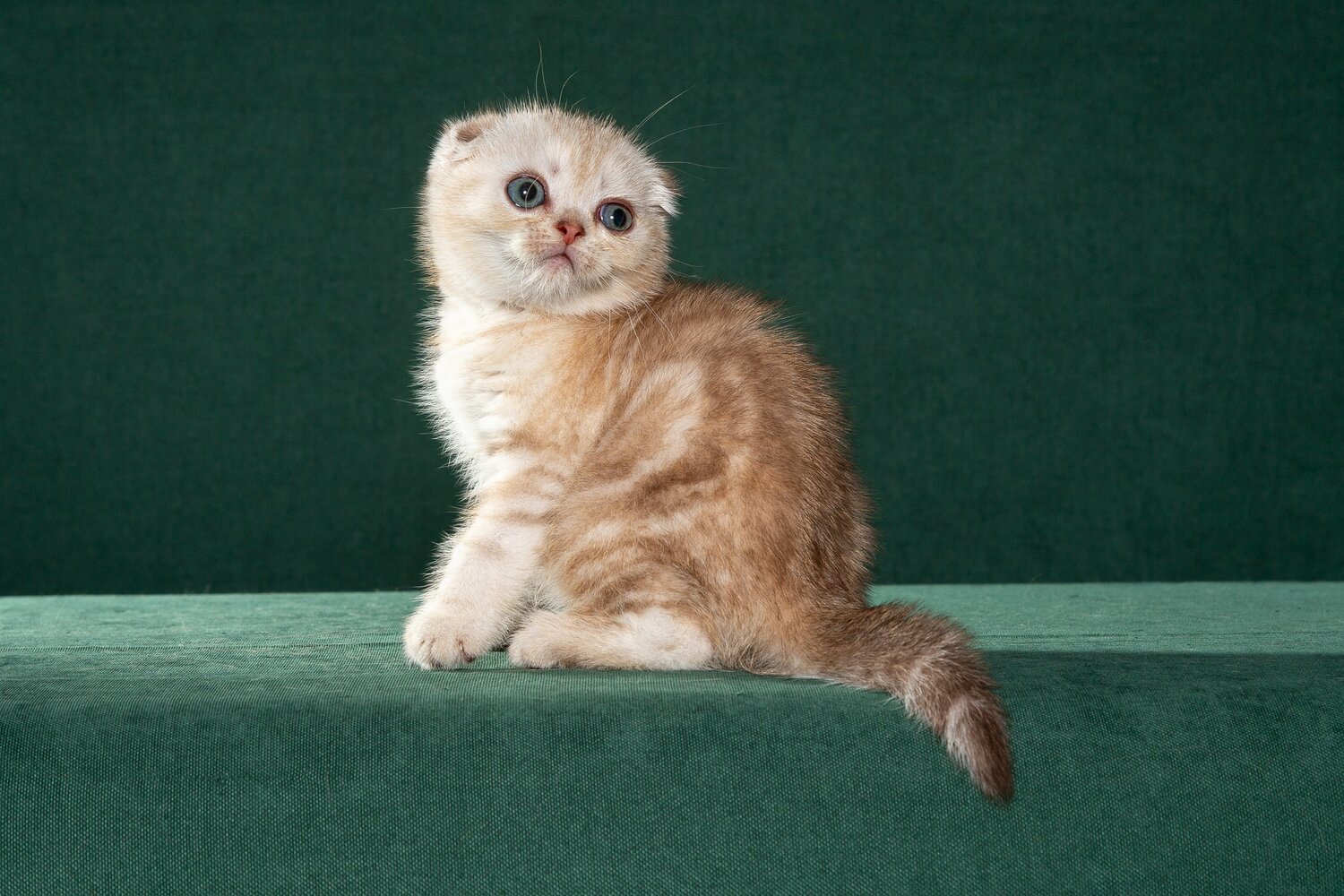 scottish fold, scottish straight котята шотландские, скоттиш фолд, котята, купить котенка, котята из питомника, заводчики котят