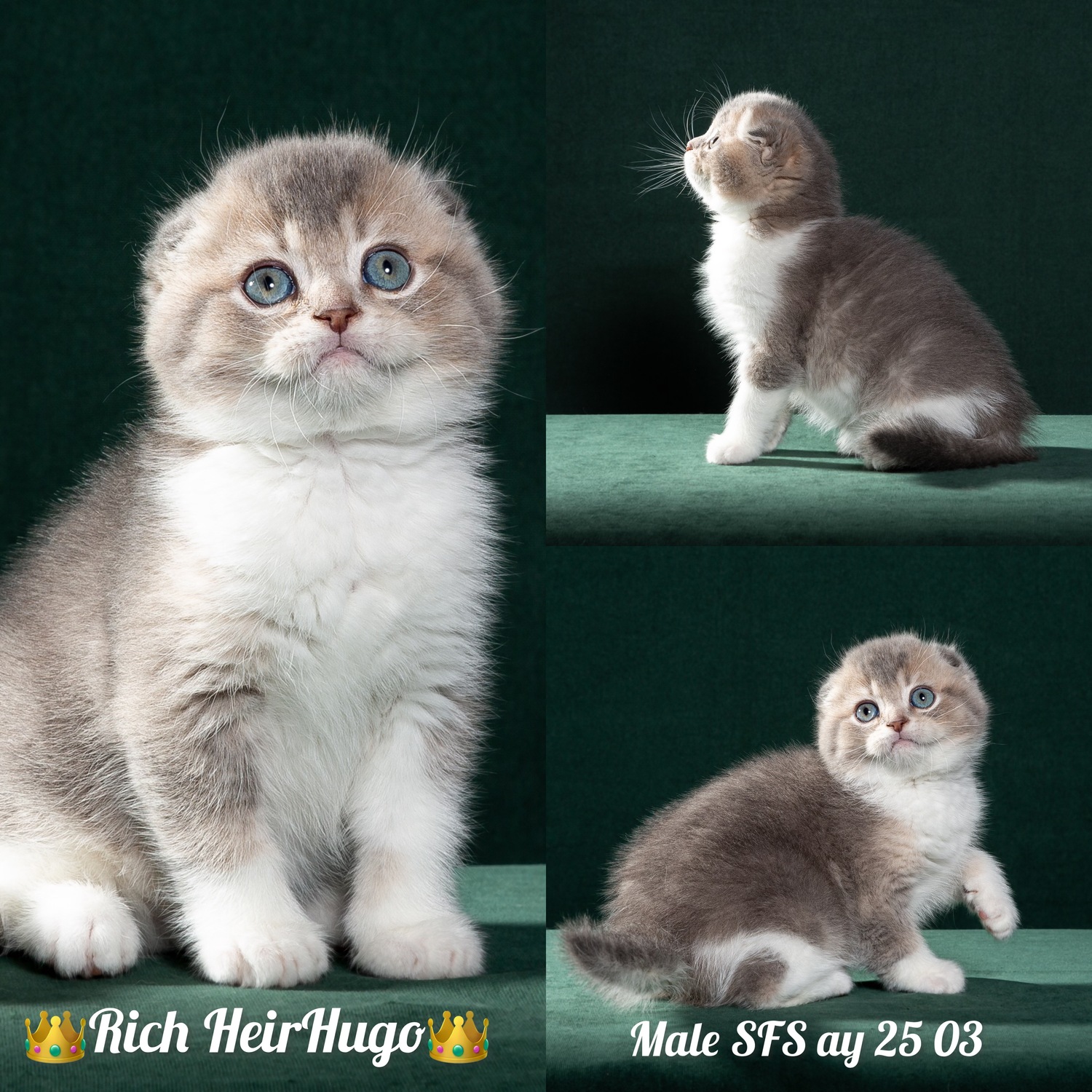 Красавчик Hugo 