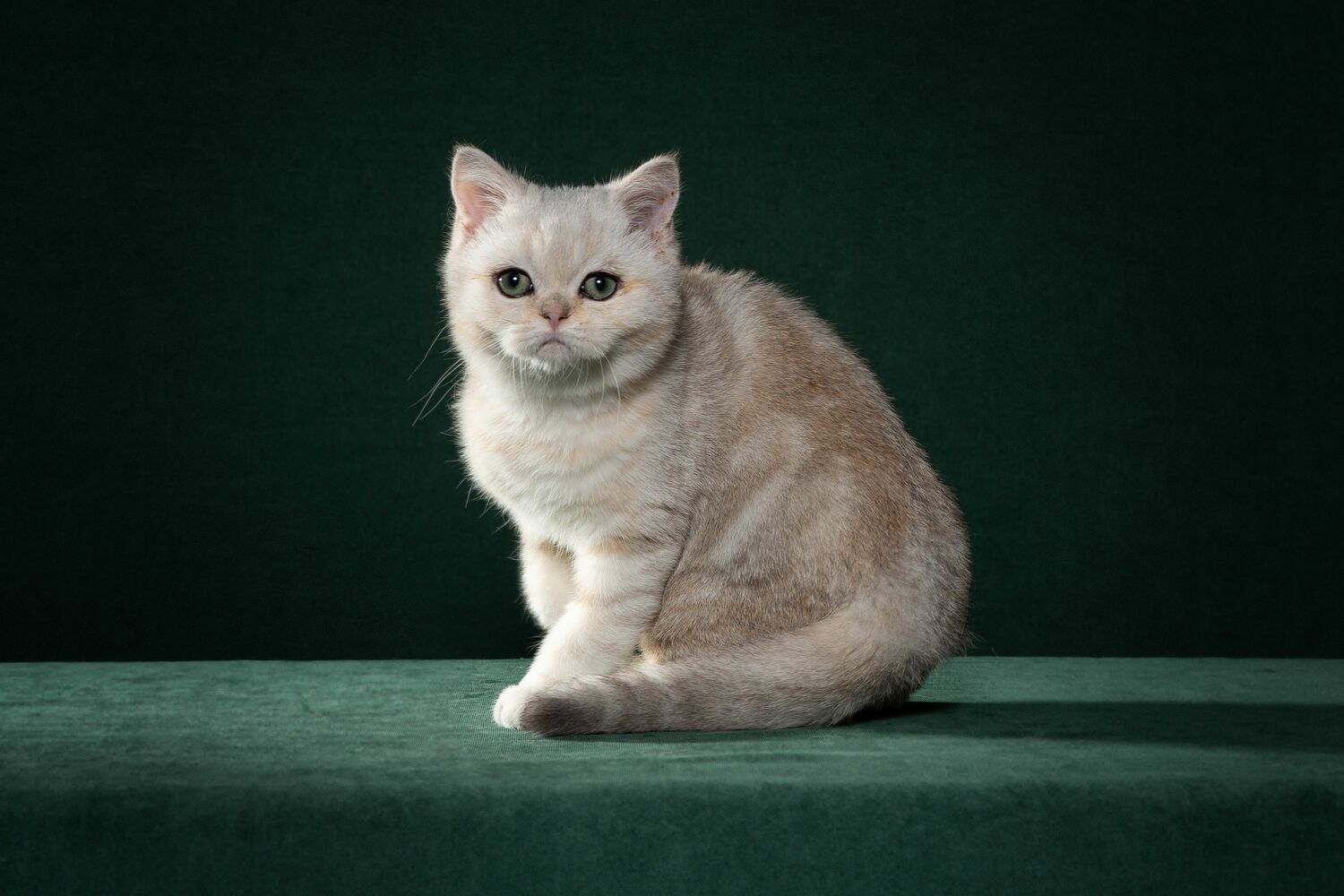 котики, котята, питомец, купить котенка, продажа котят Шотландские котята,серебристая шиншилла,